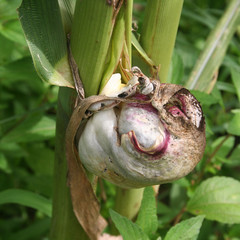 Ustilago maydis o carbone o carbonchio del mais