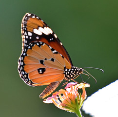 Plain tiger butterfly (Danaus chrysippus bataviana) male. Bali, Indonesia
