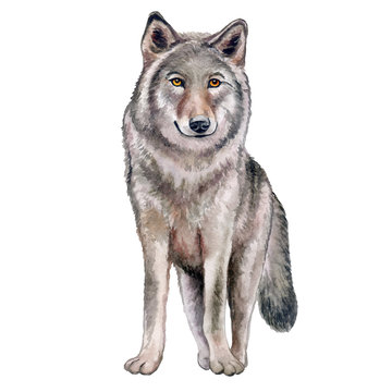 Watercolor illustration of a wolf isolates on the white background. Animal silhouette sketch. Wildlife art illustration. Watercolor graphic for fabric, postcard, greeting card, book, tee-shirt 