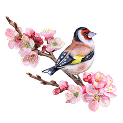 A bird of the goldfinch sits on a flowering cherry branch. Apricot, cherry, sakura. Illustration, watercolor. Image for print, poster, textile, clothing design