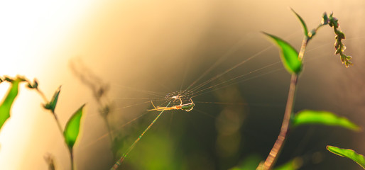 Fototapeta na wymiar Spider silhouette on an orbital web, under warm bright sunset light