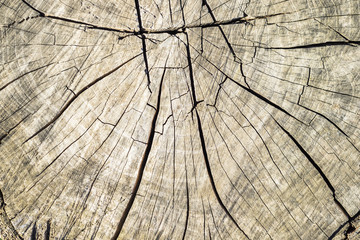 cut log with cracked surface. texture or background