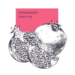 Pomegranate fruit. Hand drawn vector sketch. Background, wallpaper, backdrop, pattern. Template for printing, postcards, web design, advertising