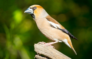 The hawfinch (Coccothraustes coccothraustes) adult male