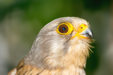 Common (European, Eurasian) kestrel (Falco tinnunculus) falcon male bird face on green backgorund