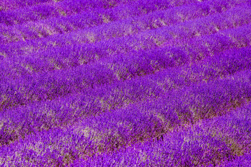 Lavender field violett blooming herbs Nature Summer