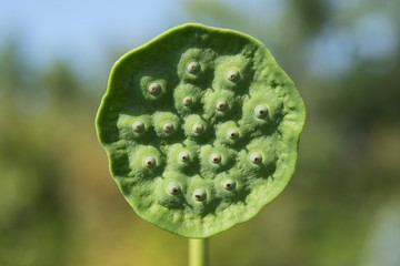 lotus seed