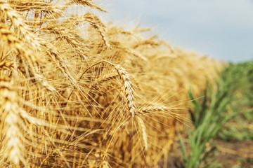 wheat spike close-up in the field