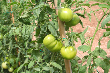 Pomodori verdi giganti su pianta nell'orto