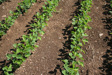 Piante di soia nel campo