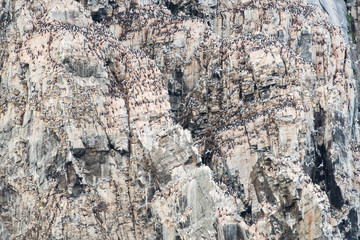 Bird Colonies in the Arctic