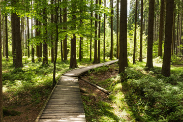 Narrow path lit by soft spring sunlight. Forest spring nature. Spring forest natural landscape with forest trees