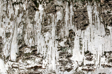 bark of birch texture