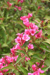 Weigelia dai fiori rosa in giardino