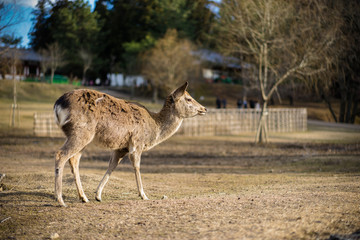 Sika deer in Nara Park, Japan