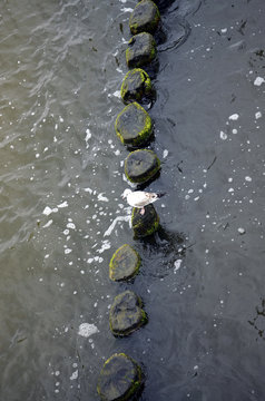 Wooden Groins Covered With Yellow-green Algae (Xanthophyceae)