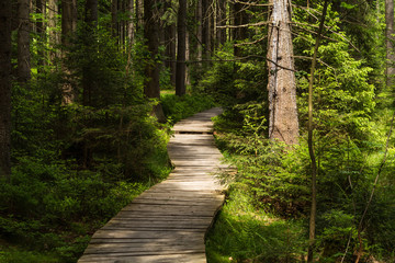 Obraz premium Narrow path lit by soft spring sunlight. Forest spring nature. Spring forest natural landscape with forest trees