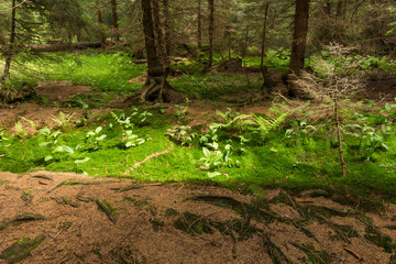 Summer landscape of young green forest