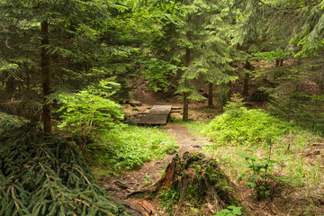 Summer landscape of young green forest