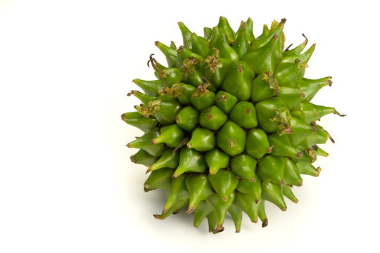 jimsonweed