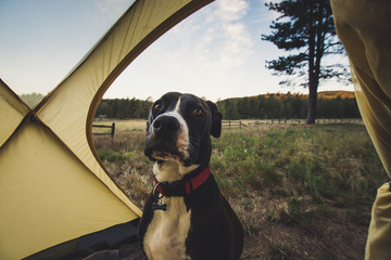 Dog in Tent