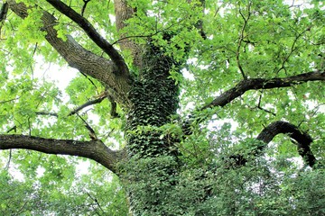 An image of a treetop