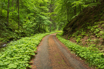 Narrow path lit by soft spring sunlight. Forest spring nature. Spring forest natural landscape with forest trees
