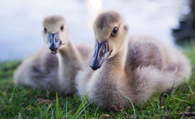 Geese
