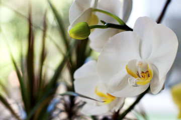 White flowering orchid