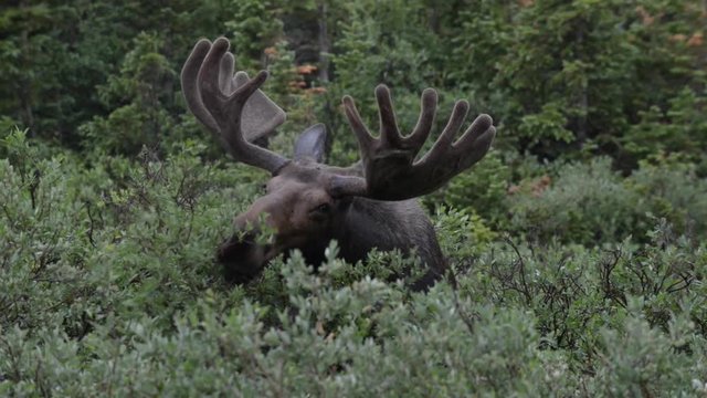 Moose close-up near long lake trail Colorado