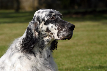 English Setter dog