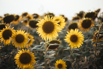 Beautiful sunset summer sunflower field, vertical photo