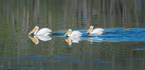 pelican
