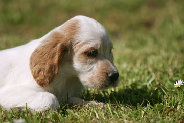 English Setter dog
