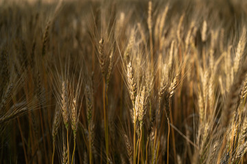 Sunny wheat field. Macro photo of ears of wheat. Rural landscape of a wheat field