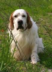 English Setter dog