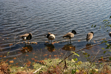 Geese at the Lake