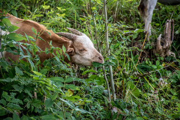Goats in Waldeck, Germany
