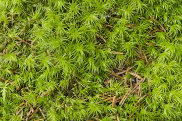 Close up of green moss undergrowth