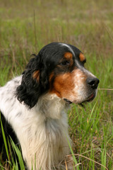 English Setter dog