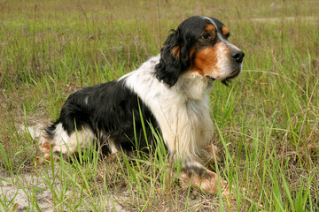 English Setter dog