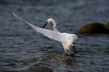 Little Egret, Heron, Egretta Garzetta