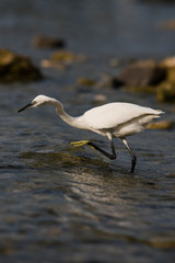 Little Egret, Heron, Egretta Garzetta