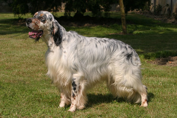 English Setter dog