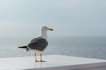 Lazy seagull on the boat