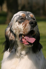 English Setter dog