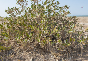 Mangrove plants with roots on sandy beach