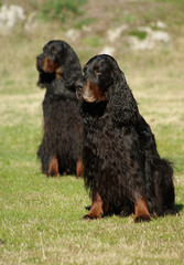 Two Black English Setter Dogs