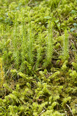 Close up of green moss undergrowth