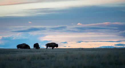 Bison © Jillian